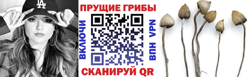 Галлюциногенные грибы MAGIC MUSHROOMS  блэк спрут сайт  Чудово  купить наркотики цена 